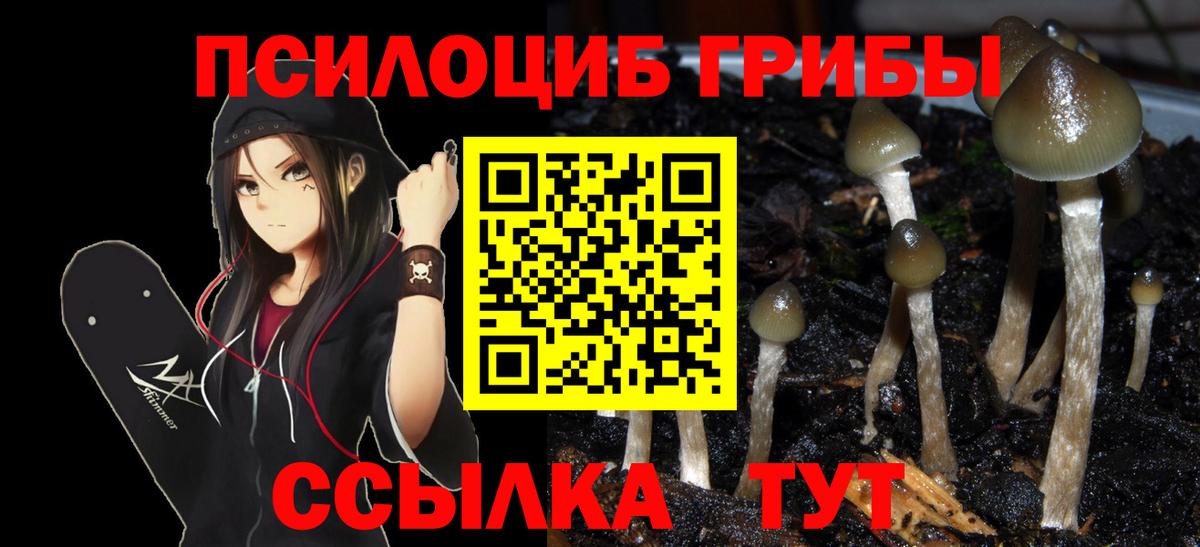 Псилоцибиновые грибы Psilocybine cubensis Аргун